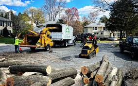 Stepping Stone, CO  Tree Services Company